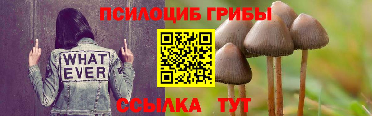 Псилоцибиновые грибы Psilocybe Саянск